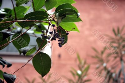 A branch with berries A branch with berries