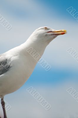 Seagull Portrait