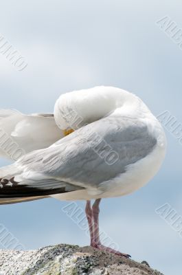 Seagull Portrait