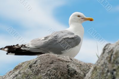 Seagull Portrait