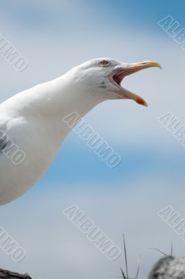 Seagull Portrait