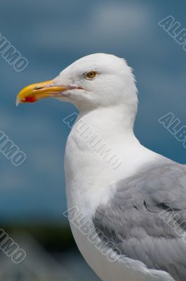 Seagull Portrait