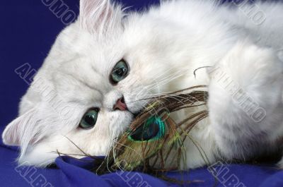 Persian cat with feather