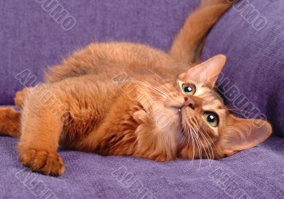 Somali cat playing on the sofa