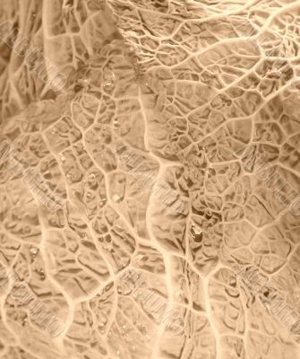 Green cabbage vegetable