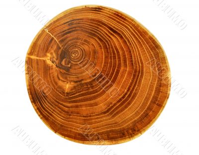 beautiful cut of tree beautiful cut of tree