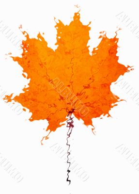 autumn maple-leaf