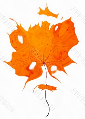 autumn maple-leaf