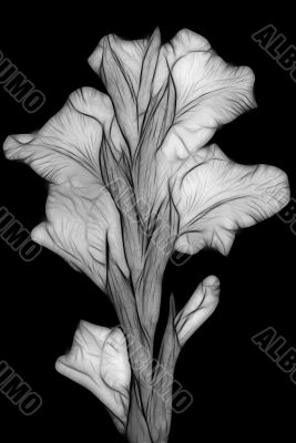 gladiolus