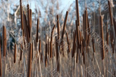 Bulrush Bulrush