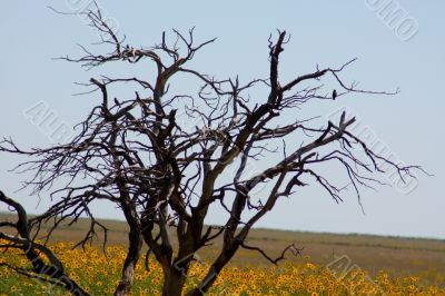 13_Dead Tree on Prairie