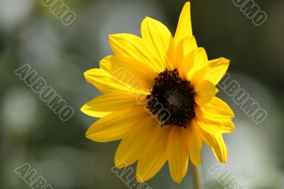 17_Lonely Sunflower
