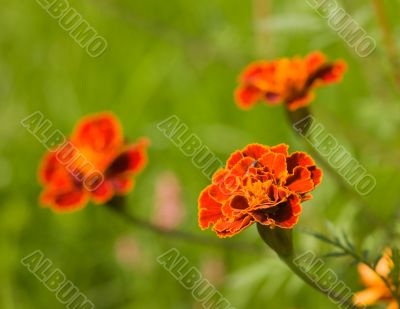 Three red marigold