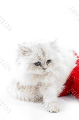 cute white cat wearing christmas hat