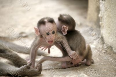 Monkey Macaca Babies in Indian Town