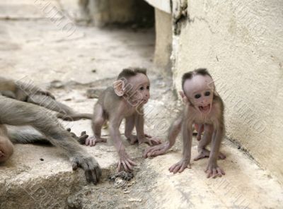Monkey Macaca Babies in Indian Town