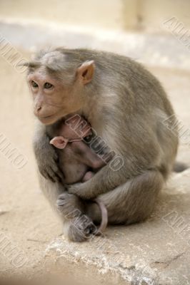 Monkey Macaca Family in Indian Town Monkey Macaca Family in Indian Town