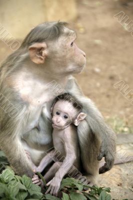 Monkey Macaca Family in Indian Town
