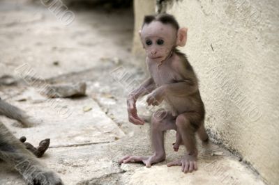Monkey Macaca Baby in Indian Town