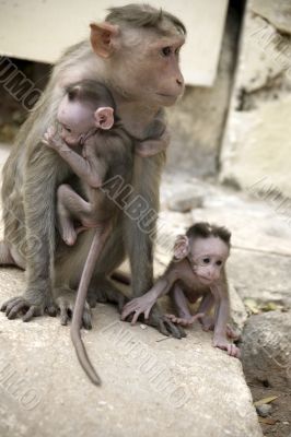 Monkey Macaca Family in Indian Town