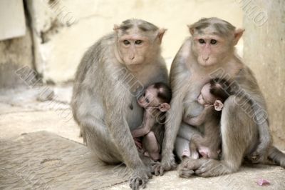 Monkey Macaca Family in South Indian Town