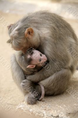 Monkey Macaca Family in Indian Town