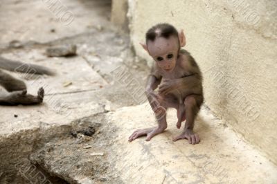 Monkey Macaca Baby in Indian Town