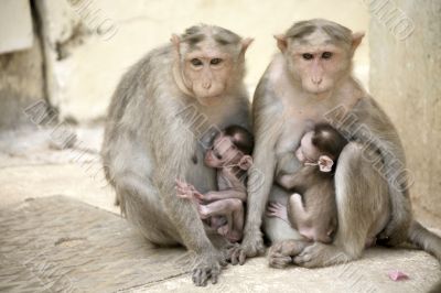 Monkey Macaca Family in South Indian Town Monkey Macaca Family in South Indian Town