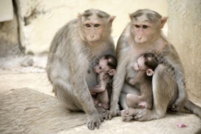Monkey Macaca Family in South Indian Town Monkey Macaca Family in South Indian Town