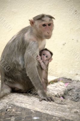 Monkey Macaca Family in Indian Town