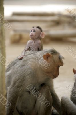 Monkey Macaca Family in Indian Town