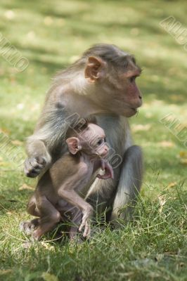 Monkey Macaca in India