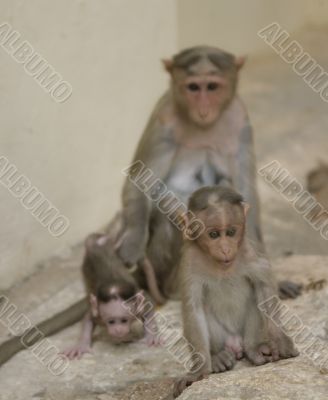 Monkey Macaca Family in Indian Town