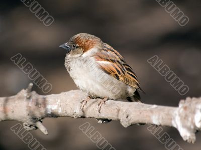 Sparrow