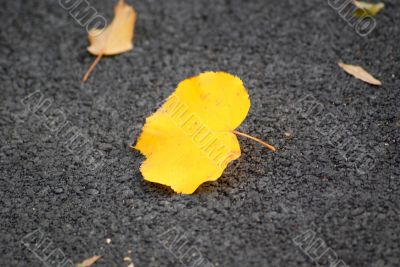 Autumn Autumn