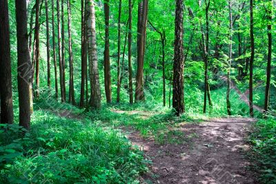 A road in Green forest A road in Green forest