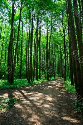 green forest