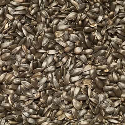 Sunflower-seed background