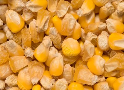 Golden corn grains