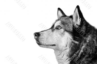 Crossbreed dog between husky and malamut attentive