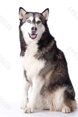 Crossbreed dog between husky and malamut paying attention