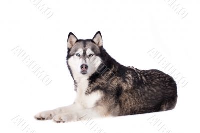 Crossbreed dog between husky and malamut looking at you
