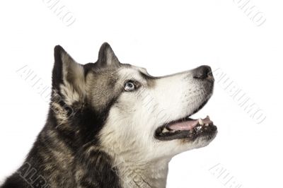 Crossbreed dog between husky and malamut looking Crossbreed dog between husky and malamut looking