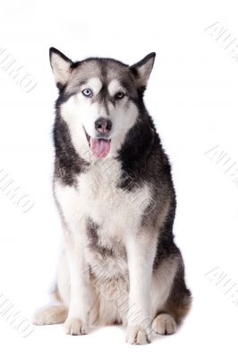 Crossbreed dog between husky and malamut looking happy