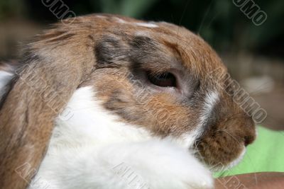 Rabbit portrait