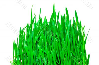 green grass