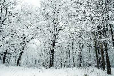 Snowy weather in the forest Snowy weather in the forest
