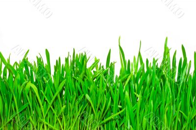 green grass