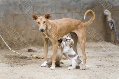 dog nursing it`s young