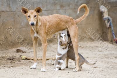 dog nursing it`s young dog nursing it`s young